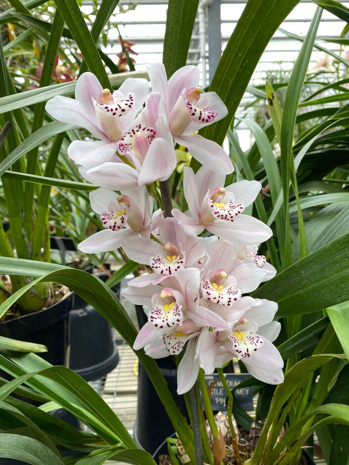 boat orchid 'Pinkie'