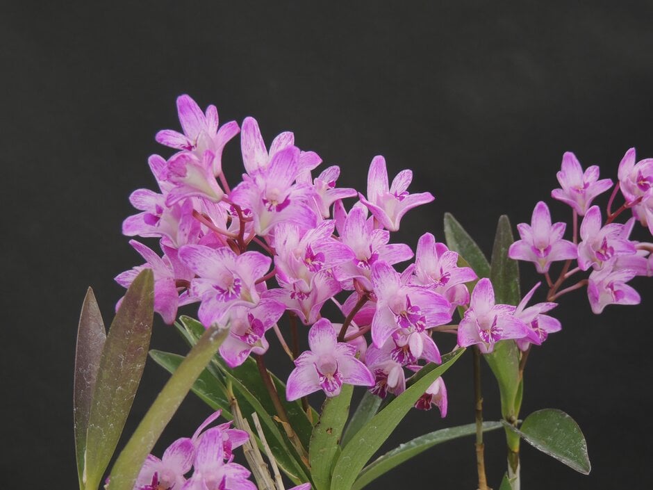pink rock orchid