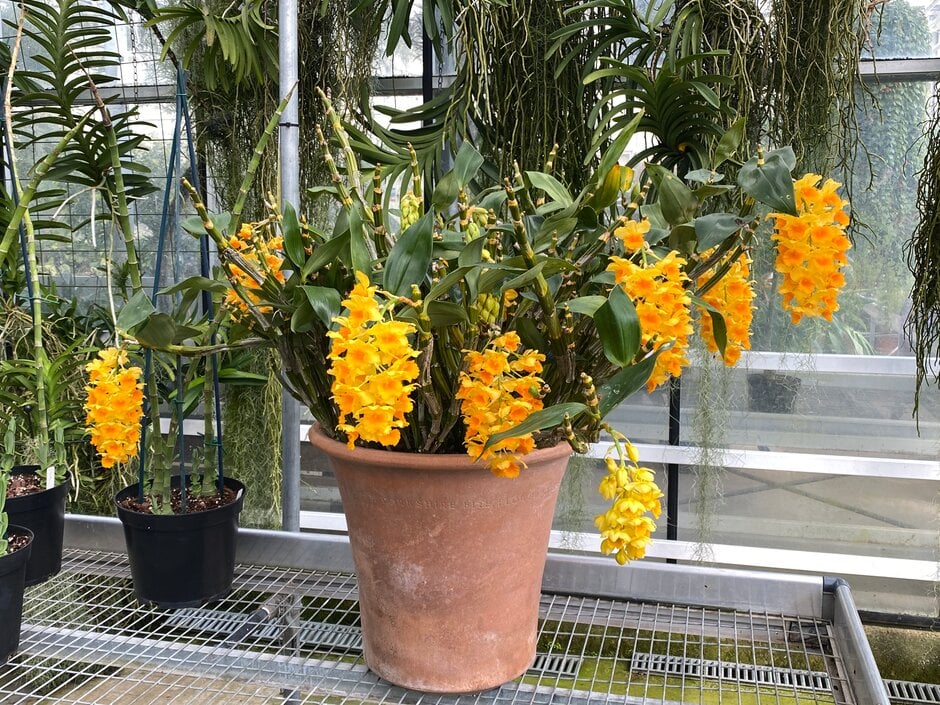 pineapple orchid