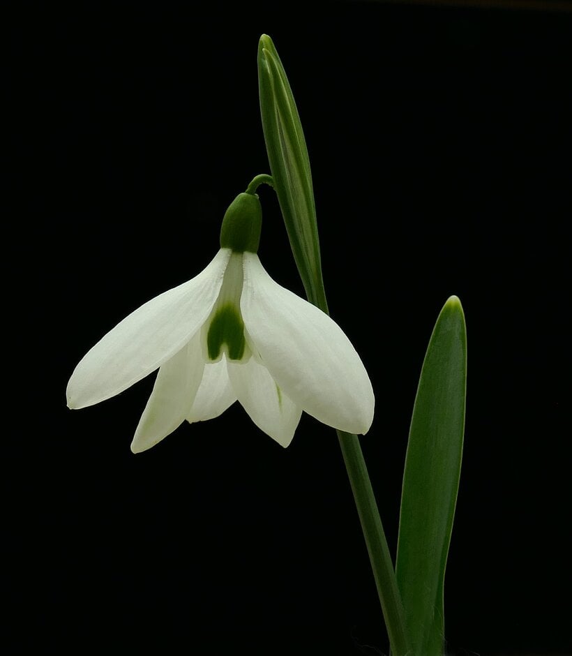 snowdrop 'Atkinsii'