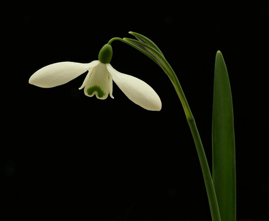snowdrop 'S. Arnott'