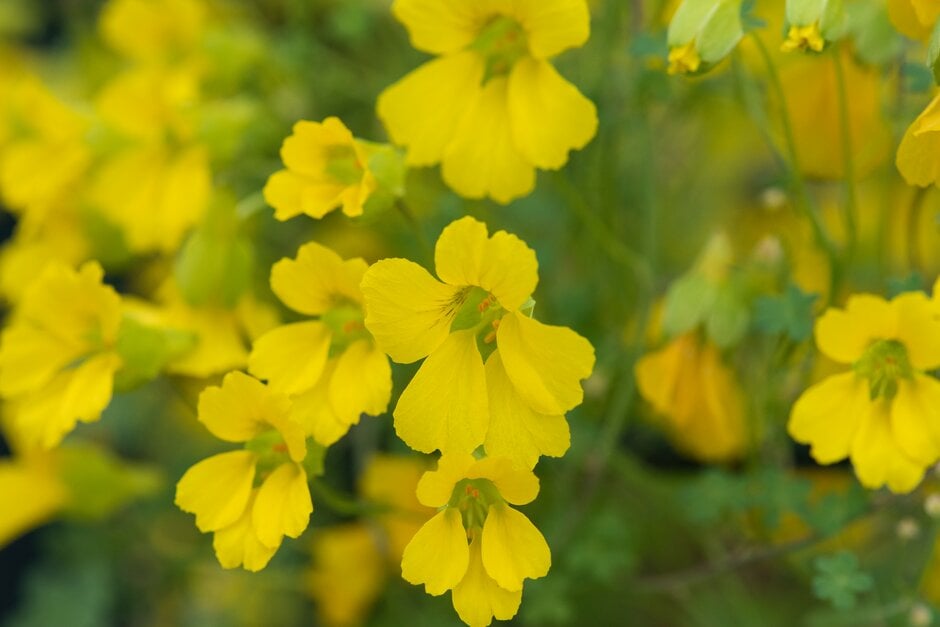 Hooker's nasturtium