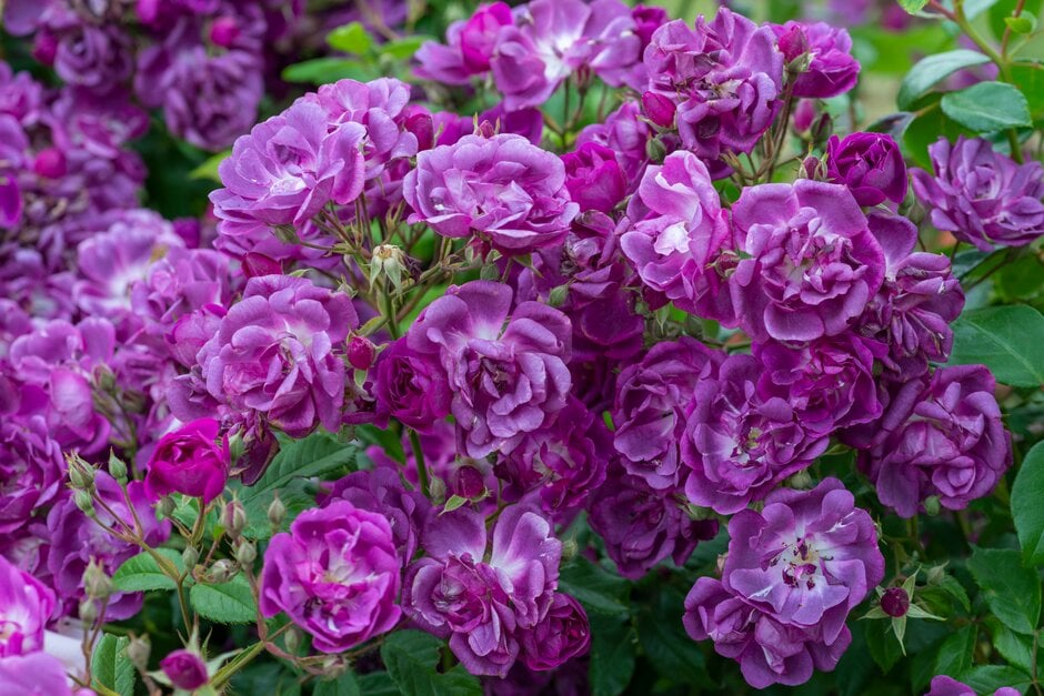rose 'Veilchenblau'
