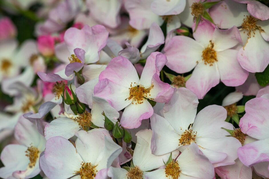 rose 'Francis E. Lester'