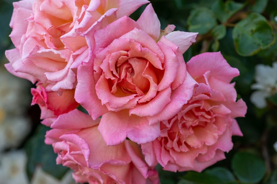 rose 'Compassion'