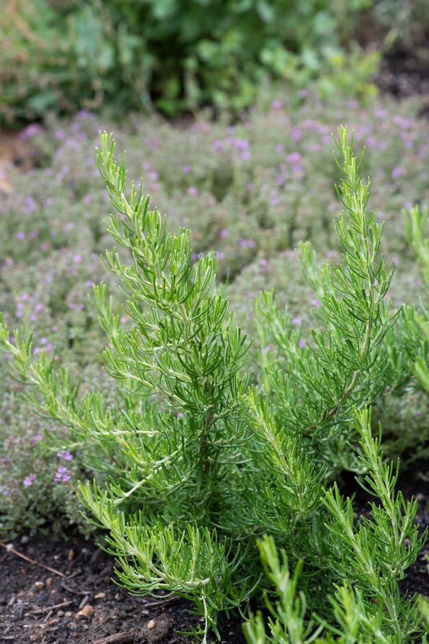 rosemary 'Green Ginger'