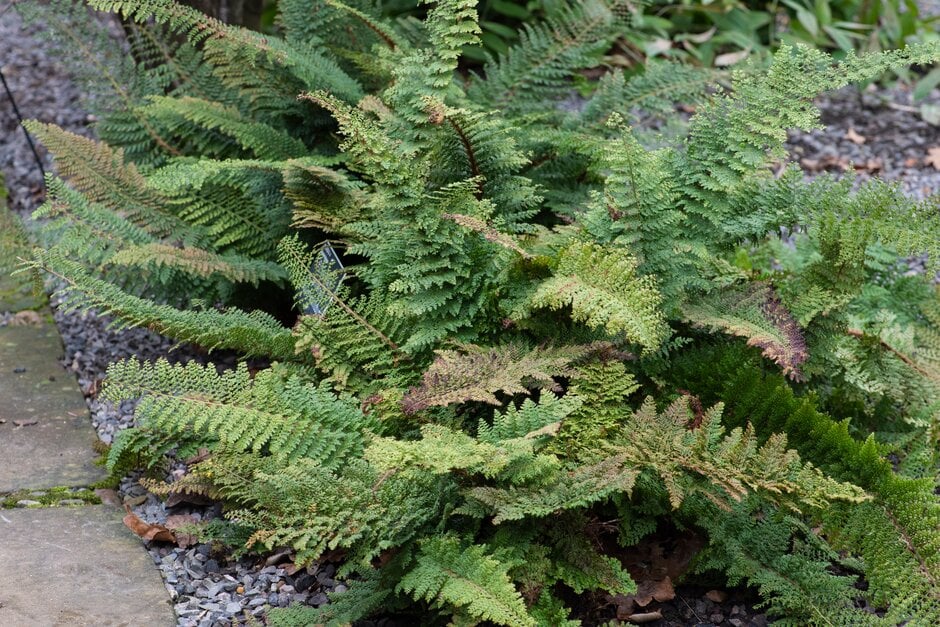 soft shield fern Plumosomultilobum Group