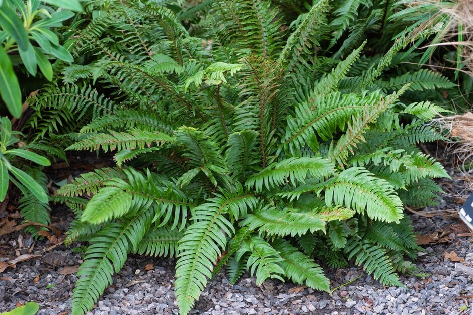 western sword fern
