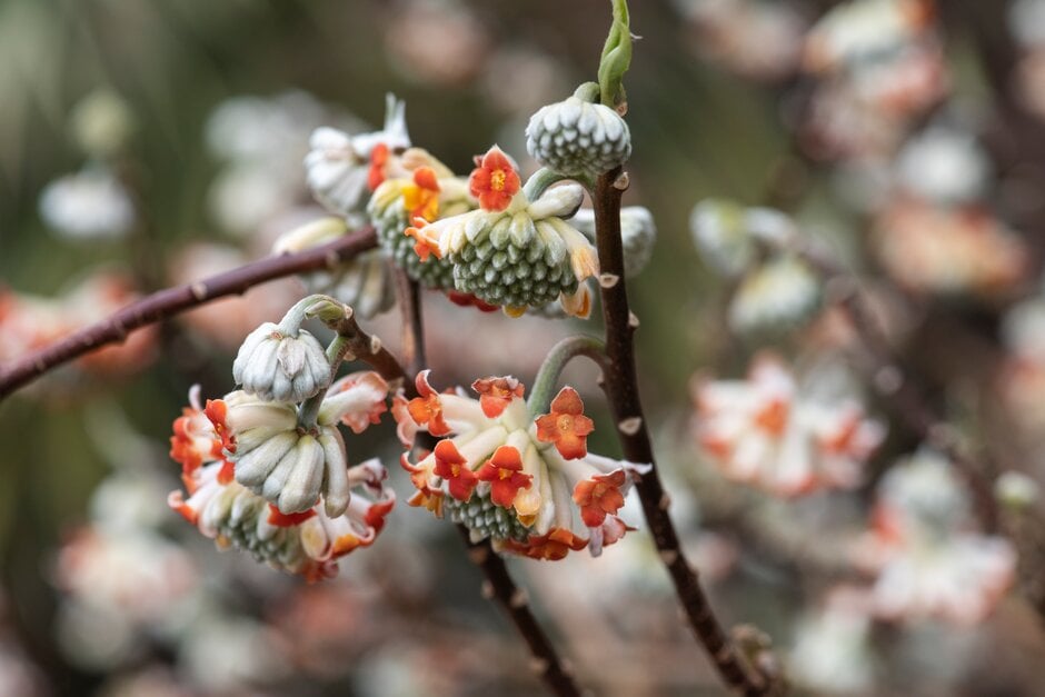 paperbush 'Red Dragon'