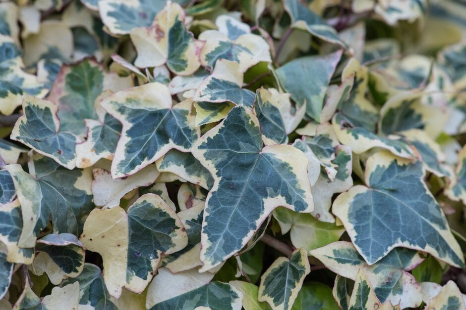 ivy 'Goldchild'