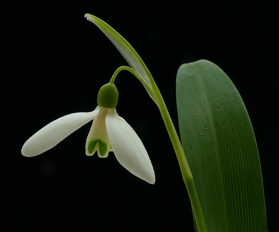 giant snowdrop