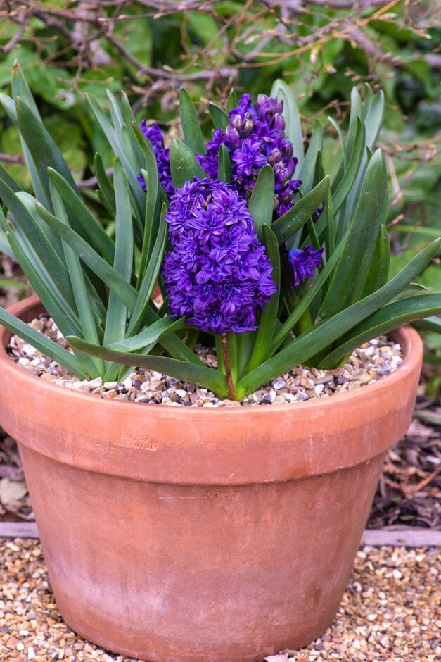 hyacinth 'Royal Navy'