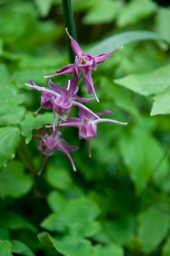 barrenwort 'Lilafee'