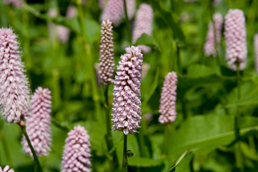 red bistort 'Superba'