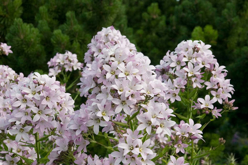 milky bellflower 'Loddon Anna'