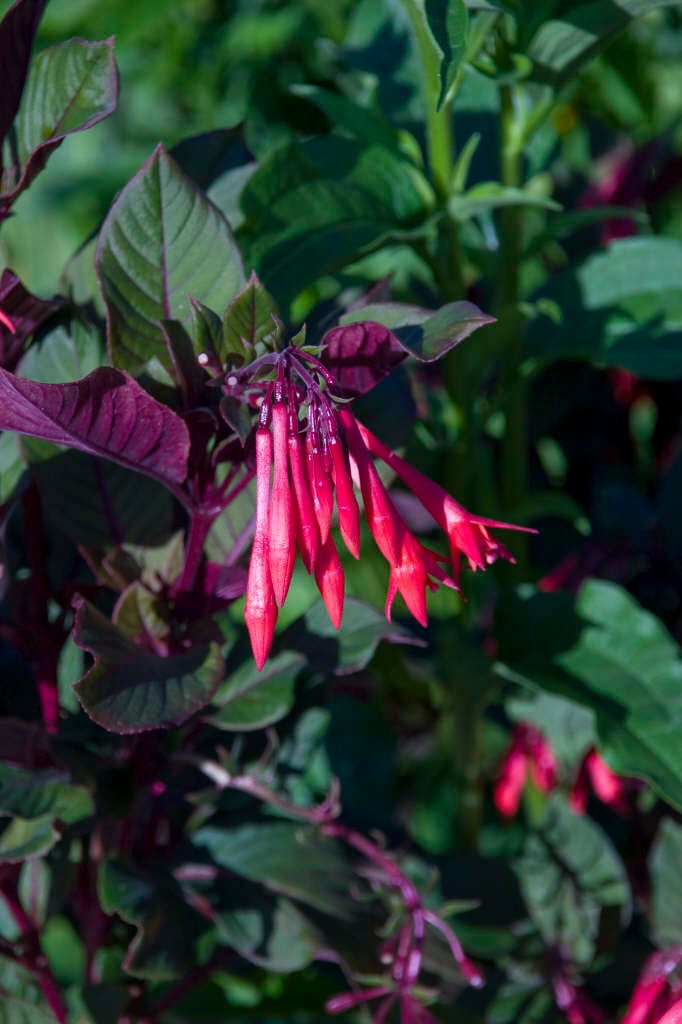 fuchsia 'Thalia'
