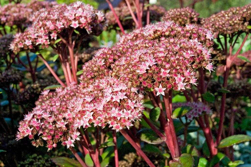 stonecrop 'Matrona'