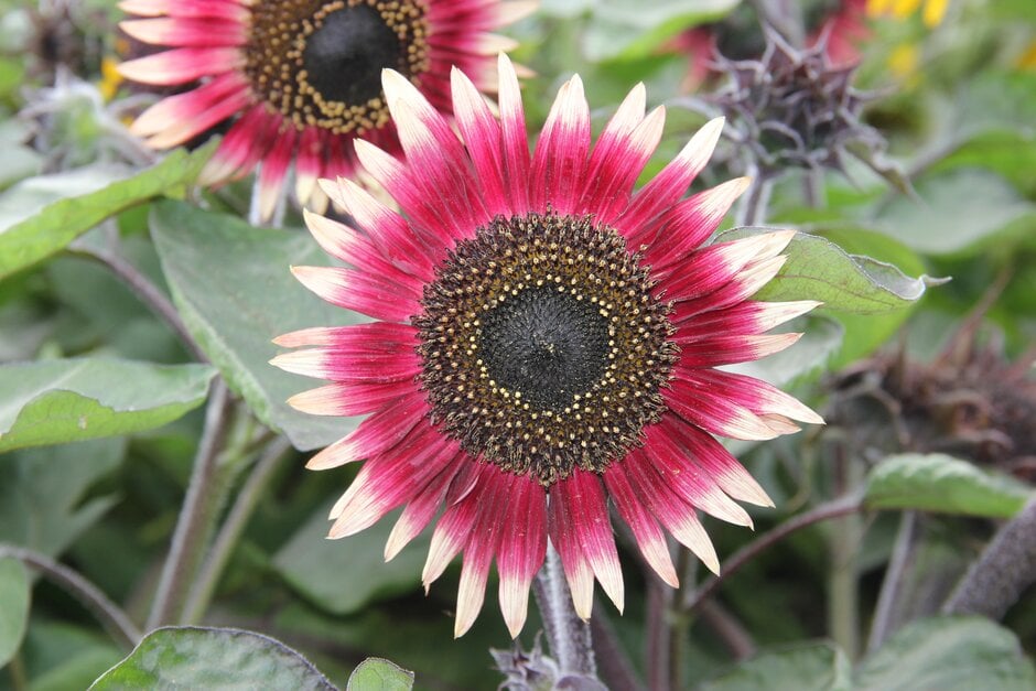 sunflower 'Ms Mars'
