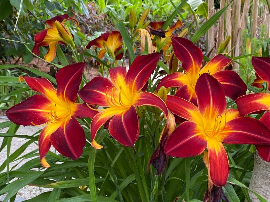 daylily 'Ruby Spider'