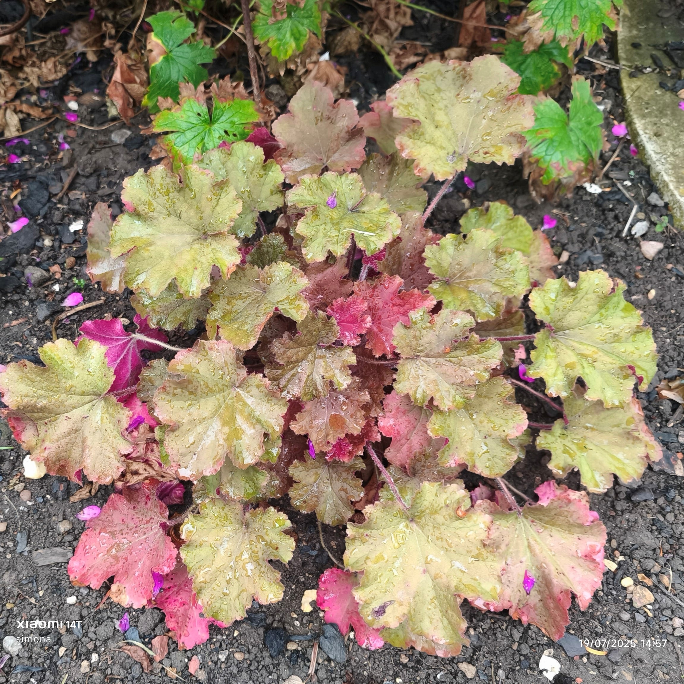 alum root 'Tangerine Wave'