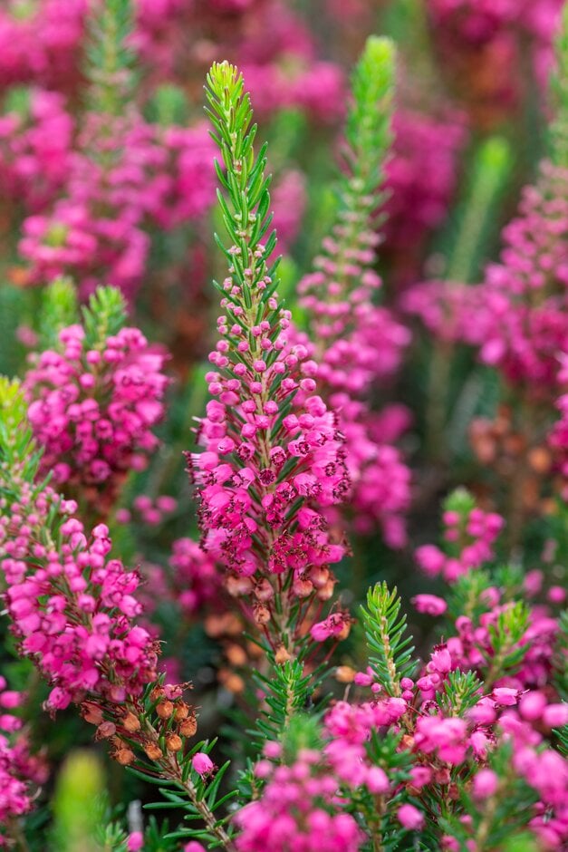 Cornish heath 'Mrs D.F. Maxwell'