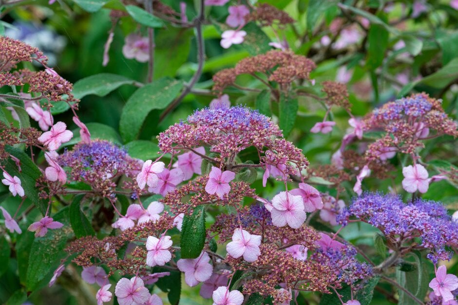 hydrangea Villosa Group