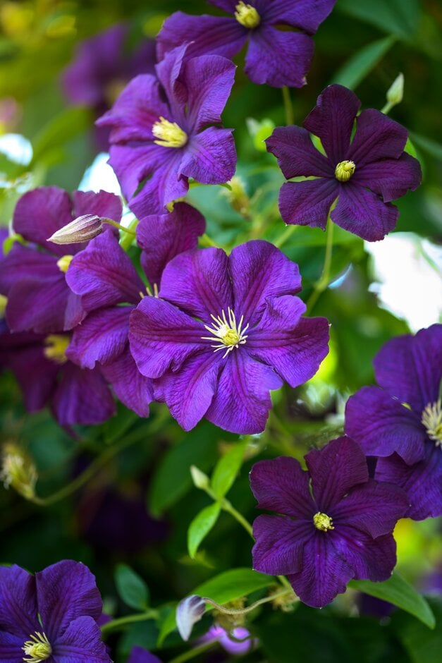 clematis 'Étoile Violette'