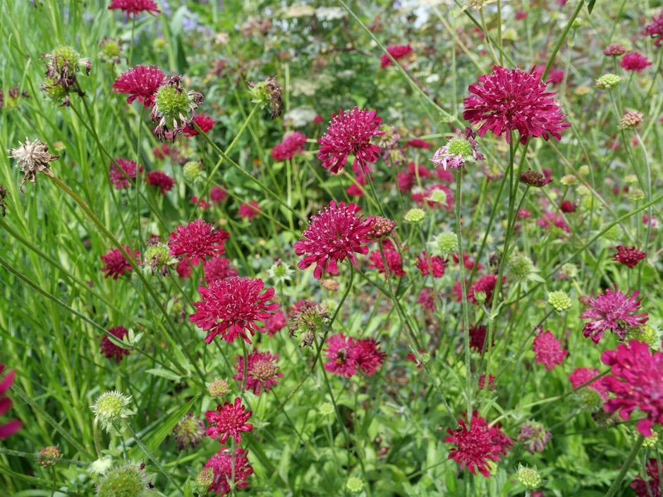 Macedonian scabious 'Mars Midget'