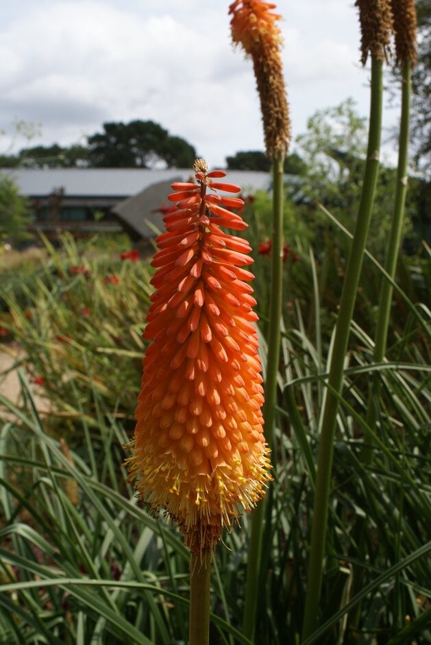 red-hot poker 'Alcazar'