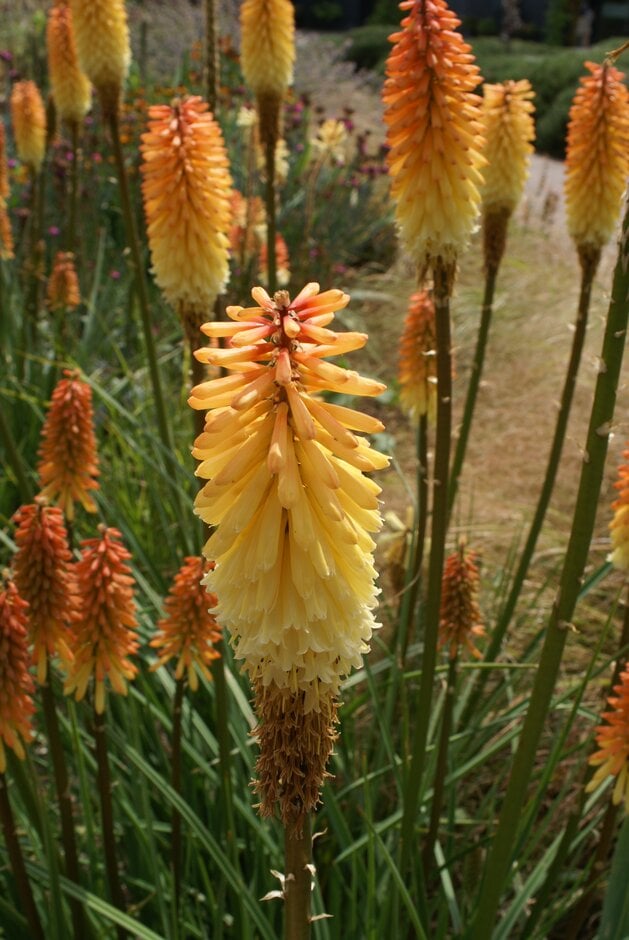 red-hot poker 'Tawny King'