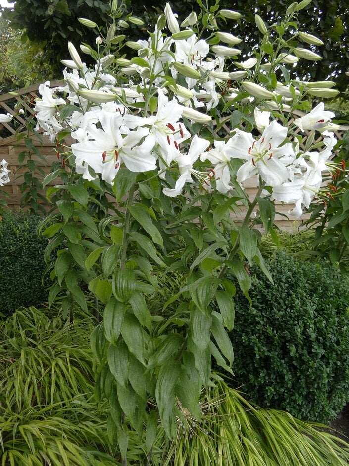 lily 'Casa Blanca'