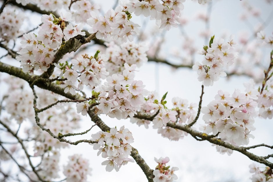 Yoshino cherry