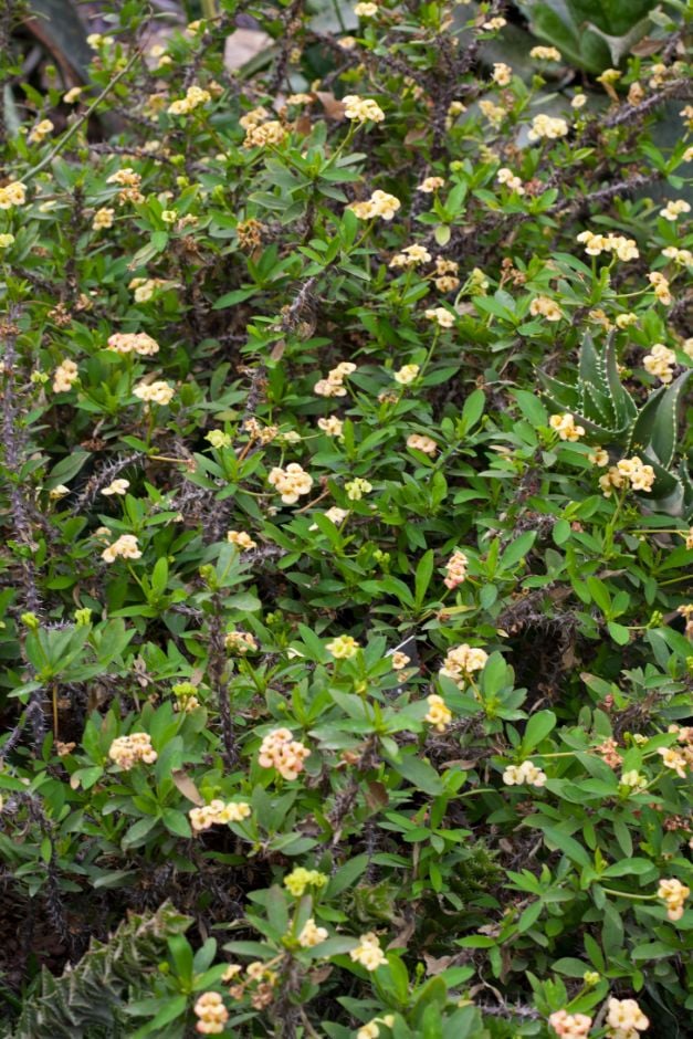 crown of thorns