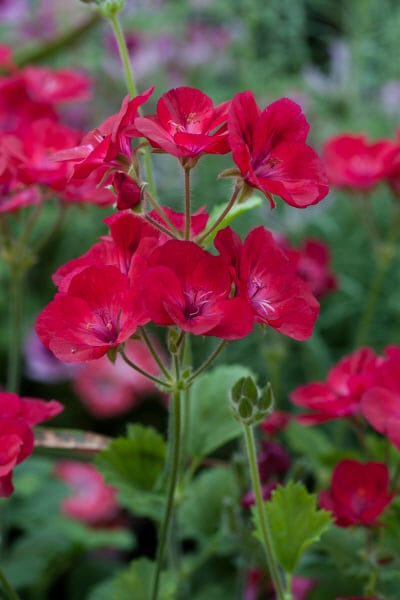 geranium 'Hindoo'