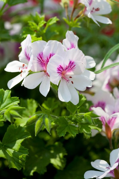 geranium 'Imperial Butterfly'