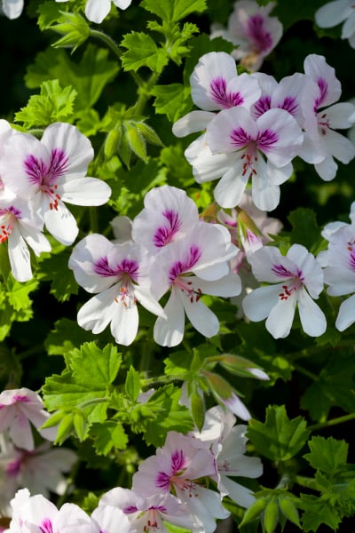 geranium 'Imperial Butterfly'
