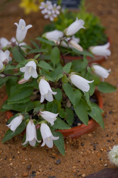 birch-leaved bellflower