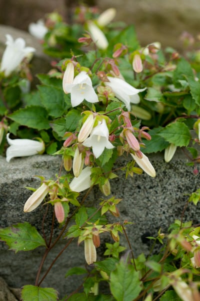 birch-leaved bellflower