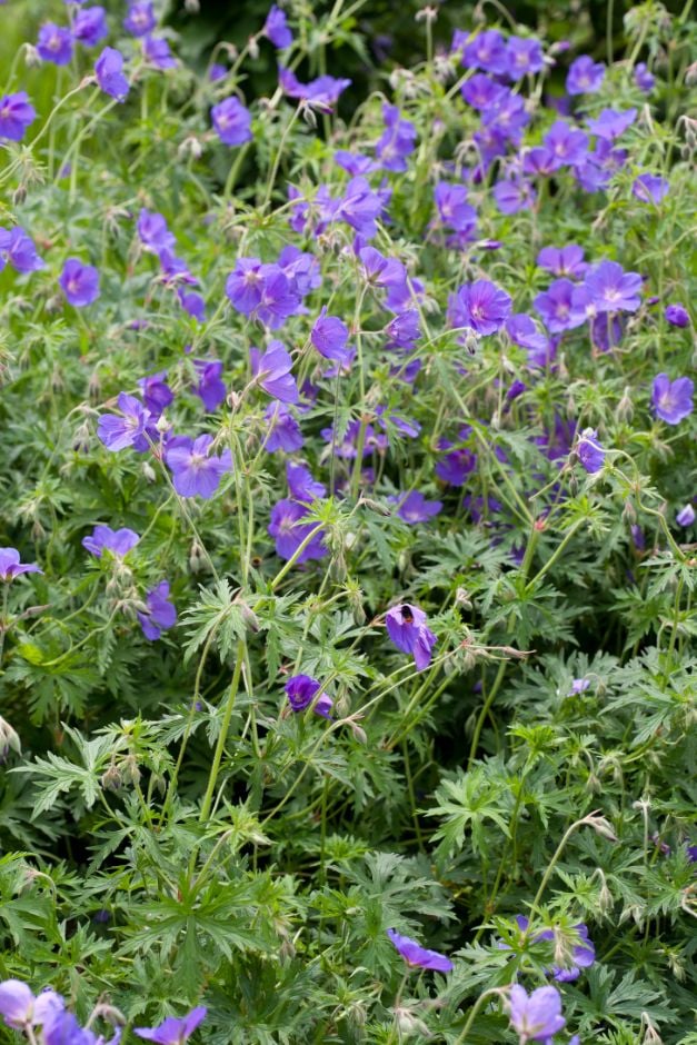 cranesbill 'Orion'