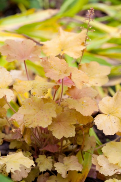 alum root 'Caramel'