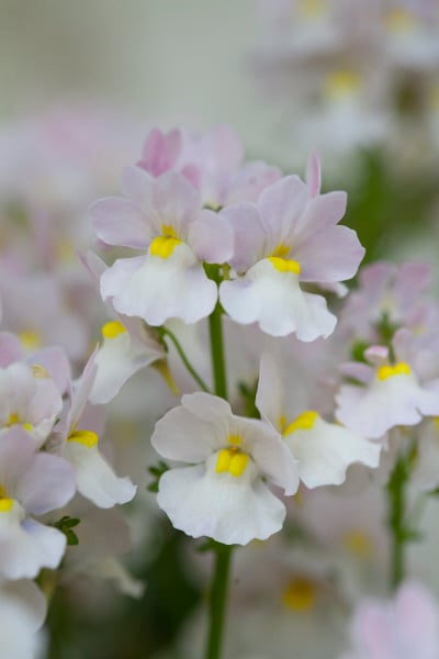 nemesia 'Wisley Vanilla'
