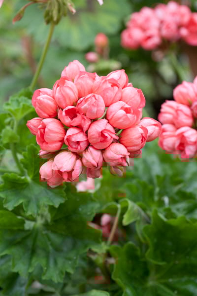 geranium 'Patricia Andrea'