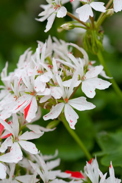 geranium 'Vectis Glitter'