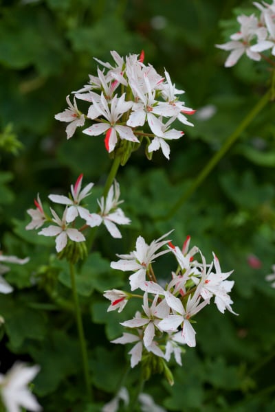 geranium 'Vectis Glitter'