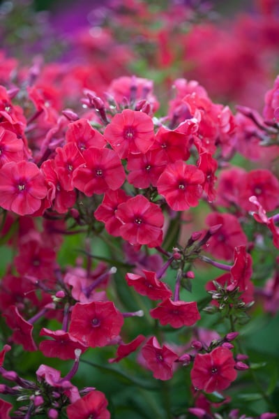 phlox 'Miss Mary'