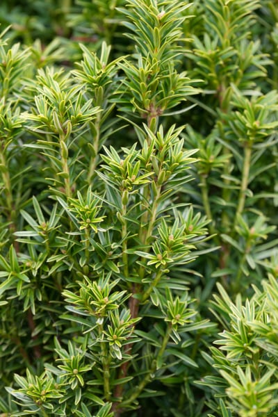 yew 'Icicle'