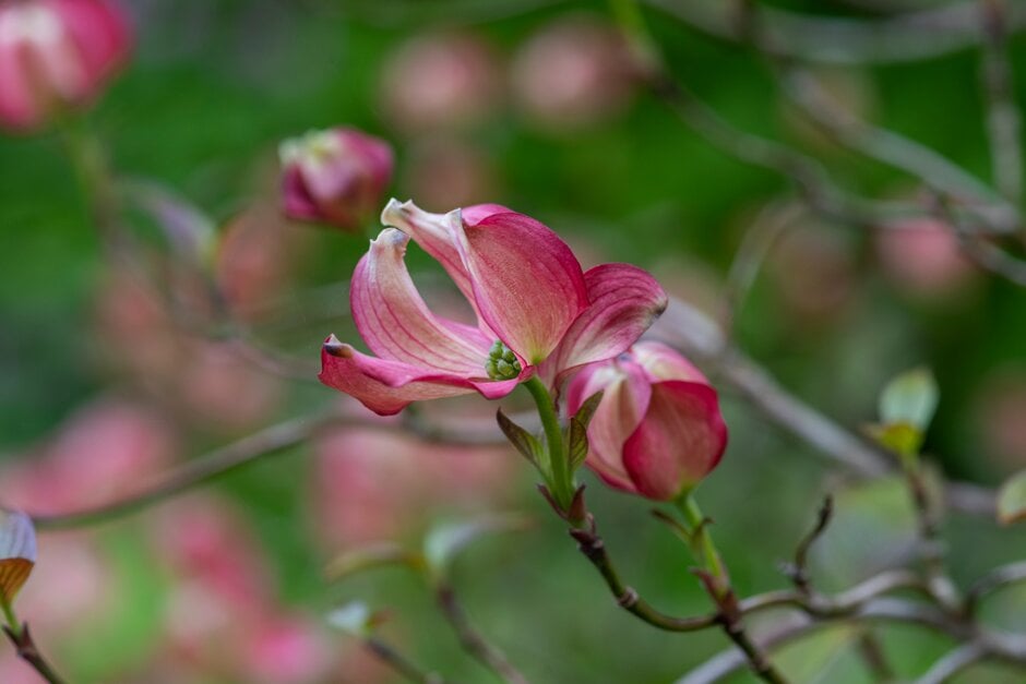 flowering dogwood red-form