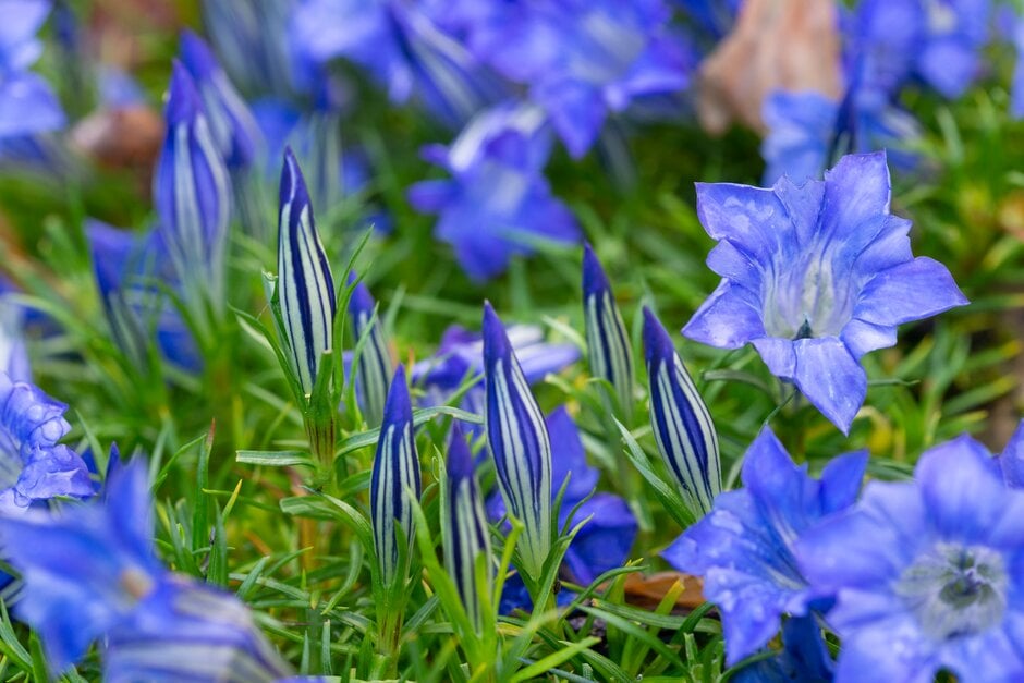 gentian 'Eugen's Bester'