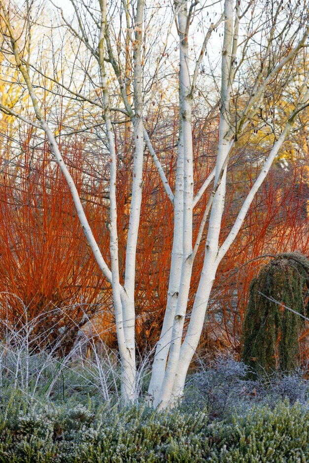 Himalayan birch 'Doorenbos'