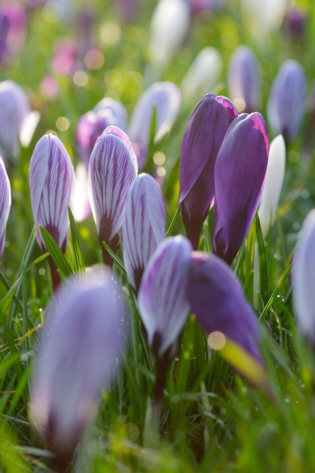 crocus 'Pickwick'